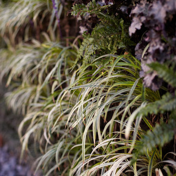 Vertical Living Wall