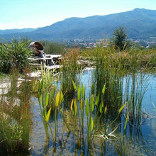 swimmimg pond