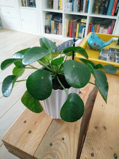 black planter snake plant Artificial snake plant in black pot - 28"