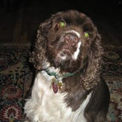 Scott Springer's photo