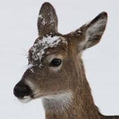 Tammy Olsen Franck's photo
