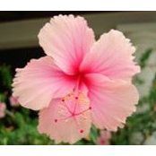 Nancy Marback-Pehler's photo