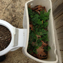 Growing stuff