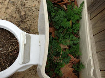 How to Create an Orchard in a Small Garden