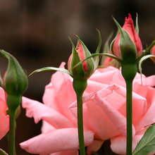 Petals
