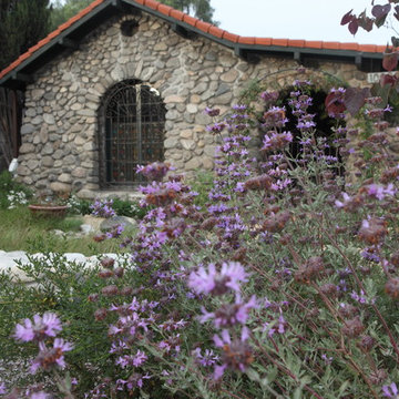 Salvia and Cercis Add Color