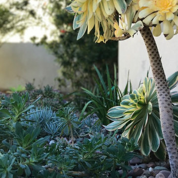 Modern & Drought Tolerant Landscape in Banker's Hill