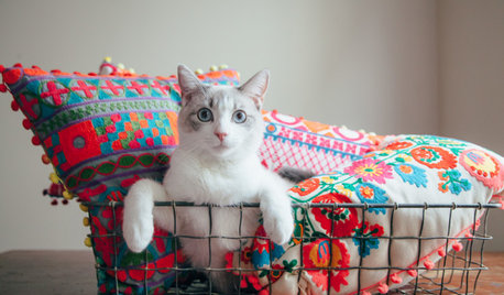 Фотоохота: Домики для кошек своими руками — 40 идей