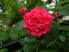 Delbard roses | Houzz Forum