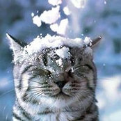 Felix Hernandez's photo