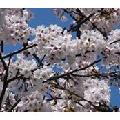 Veronica Davalos's photo