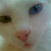 Connie Bysshes foto