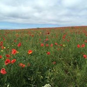 Caroline Westwood's photo
