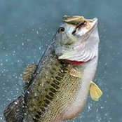 John Liles's photo
