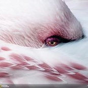 Lecass Debain's photo