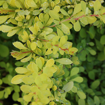 Sunjoy® Mini Saffron Barberry (Berberis thunbergii)