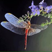 Shari Sharp's photo
