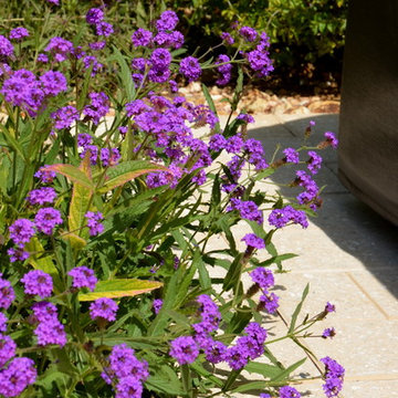 Southwestern Plants