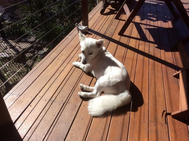 Houzz Dogs Basking in the Summer Sun