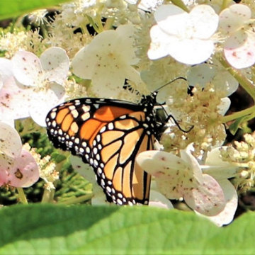 Wildlife In The Garden