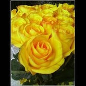 Helena Hamilton's photo
