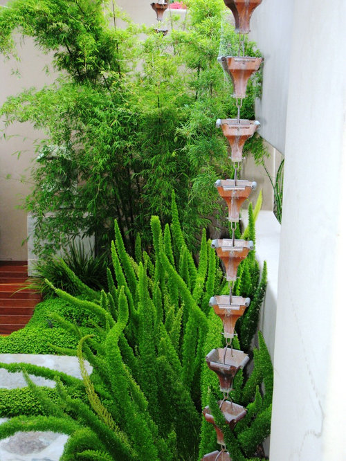 Foxtail Fern Ideas, Pictures, Remodel and Decor