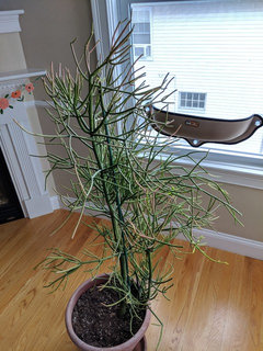 bird's nest snake plant dying Bird's Nest Snake Plant (Dracaena trifasciata)  Jungle Relics