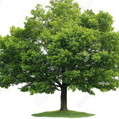Green Maple Constrution inc