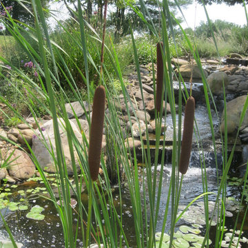 Ponds & Streams