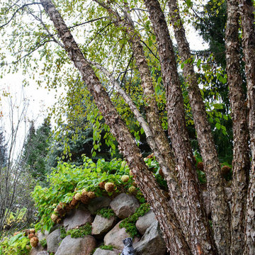 Hoffman Estates Backyard Privacy Landscape