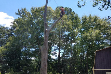 Tree Removal in Covington, GA