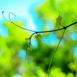 Fine Art Photography - Digital paintings - Products