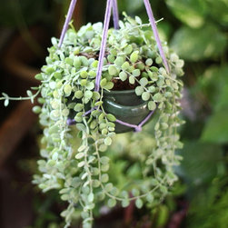Jungle Bowl : Dischidia - Plants