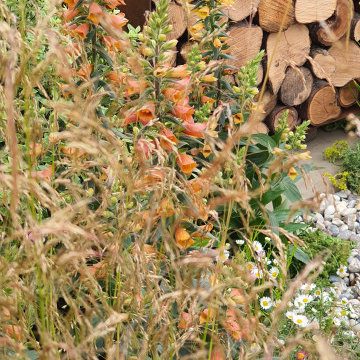 RHS Tatton Park SHOW FEATURE "Pocket Plantings"