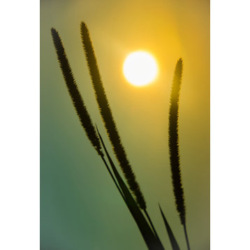Silhouettes in Sunset Nature Photo, Botanical Unframed Wall Art Print, 18" X 24"