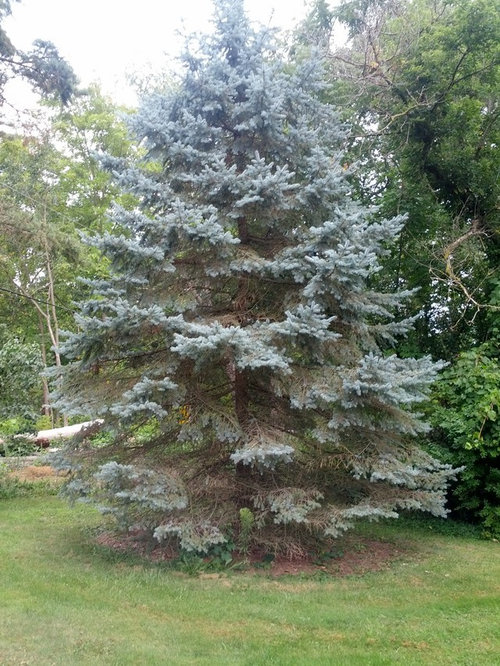 Blue Spruce Dying From Bottom On Up
