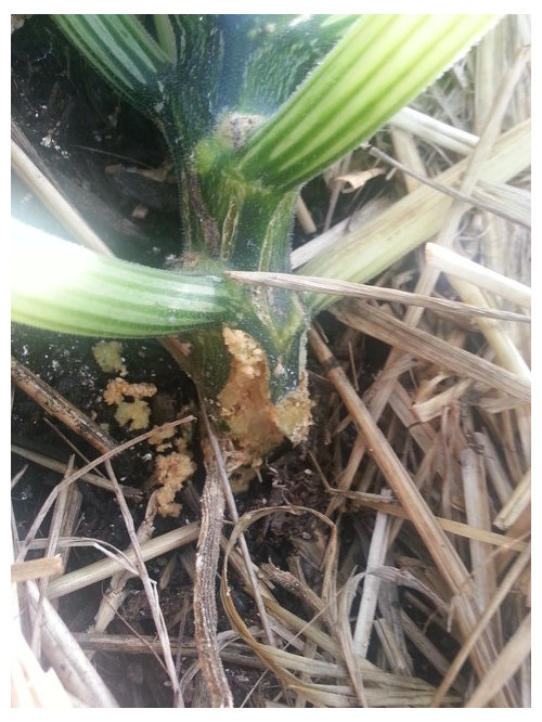 Bugs in zucchini plants