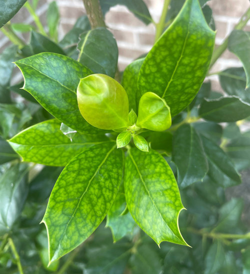 Nellie Stevens Holly leaves turning light green between veins