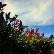 Wei Lis foto