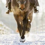 MICHELE BOURCIER's photo