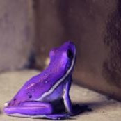 Nicole Acuña's photo