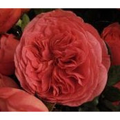 Leyla Aboumrad's photo