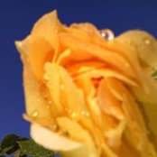 Yvette Comeau's photo