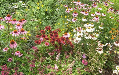 Central Plains Gardener's June Checklist