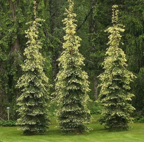 some narrow forms of picea abies