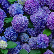 Samirah Sartor's photo