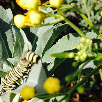 Garden 41 in Atwater