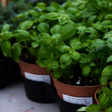 Flora Verdura Herbal Plant Sale