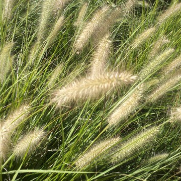 Grasses