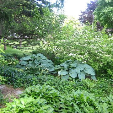Hostas in shade garden